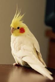 Cockatiel Yellow Bird With Red Cheeks Pin By Laurel A Rockefeller Books On Cockatiels Cockatoos Funny Birds Cute Birds Pet Birds