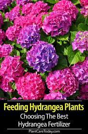 Hydrangea Fertilizer Feeding Your Hydrangea Plants In 2020 Planting Hydrangeas Hydrangea Fertilizer Hydrangea Care