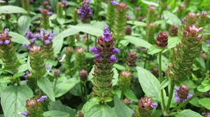 These flowers vary in flavors and potency, but the visual impact of colorful weed strains never fails to impress. Common Garden Weeds Weed Identification