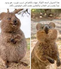 Pin By Najwaaloaisi On Kawaii Cute Couple Wallpaper Girly Art Funny Photo Memes