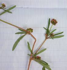 Image result for Gisekia pharnaceoides