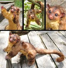 Kinkajous Prefer Granite Countertops Unusual Animals Cute Animals Pets