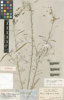 Image result for Cleome angustifolia