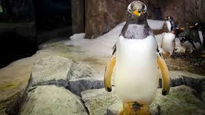 Let's get started with the fact that in the first lego batman game the. Coronavirus With Kansas City Zoo Closed Penguin Cam A Great Break From Covid 19 News
