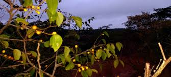 Image result for Ziziphus abyssinica