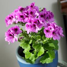 10 plant cuttings you can root & grow. 22 Beautiful Blooming Houseplants Better Homes Gardens