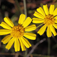 Image result for Dolichos angustifolius