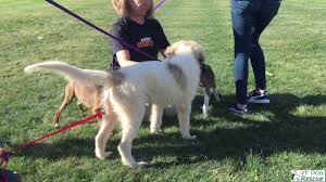 Puppyfinder.com is secure, simple and efficient way to find a puppy, sell a puppy or addopt dogs via internet. Puppies Vt Dog Rescue Youtube