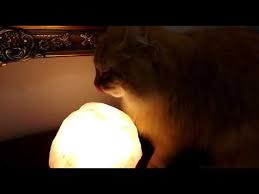 Female indian statue pray god goddess lakshmi. Hani Cat Licks Lamp Made Out Of Salt Stone Youtube