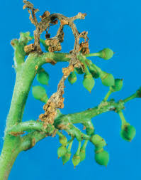 Image result for Botrytis cinerea