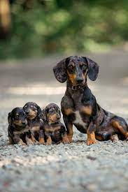 Dapple Dachshund Puppies Dapple Dachshund Puppy Dachshund Puppies Puppy Breeds