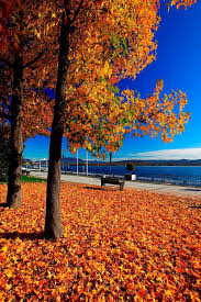 See more ideas about fall pictures, pictures, fall. 25 Beautiful Fall Pictures Gorgeous Photos Of Autumn Leaves
