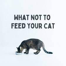 Toxic Foods What Your Cat Should Never Eat Pethelpful