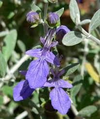 Image result for Teucrium