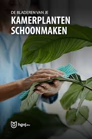 Last Van Ongedierte Of Afstervende Planten In Huis Je Kamerplanten Schoonmaken Is Dan Een Goed Idee Dit Kun Je Doen In 2020 Kamerplanten Schoonmaken Woonkamerplanten