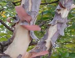 Image result for Jamesbrittenia burkeana