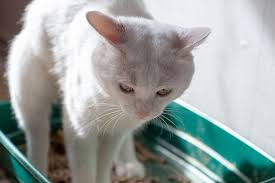 Answering the question, how long do cats live for, is not as simple as one might think! Malignant Mammary Tumors Biologic Behavior Prognostic Factors And Therapeutic Approach In Cats