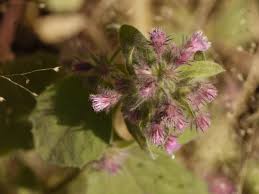 Image result for Blumea axillaris