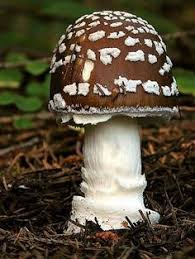 Resultado de imagem para cogumelos venenosos