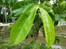 We did not find results for: 14 Manfaat Daun Sirsak Untuk Kesehatan Dan Kecantikan