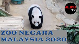 Maybe you would like to learn more about one of these? Zoo Melaka And Melaka Crocodile Farm 2021 What You Need To Know Malacca 4k Alioutv Youtube