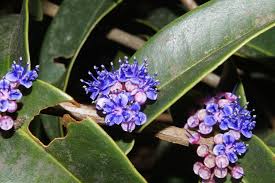 Image result for Memecylon myrianthum