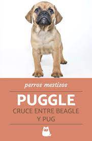 Pin En Razas De Perros
