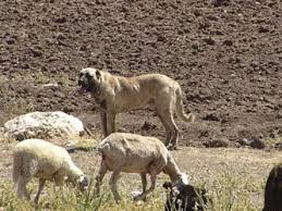 Working Anatolian Shepherds Northern California Images Blekko Kopek Hayvanlar Hayvanlar Alemi