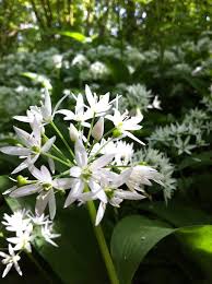 Tout Savoir Sur L Ail Des Ours Des Idees Recettes Plantes Sauvages Comestibles Fleurs Comestibles Ail Des Ours