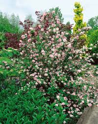 Image result for Deutzia hybrida Pink Pompon