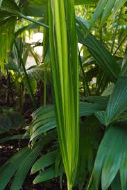 Image result for Plantago palmata