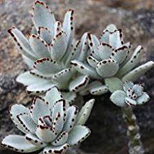 How To Grow And Care For A Panda Plant Kalanchoe Tomentosa World Of Succulents Kalanchoe Tomentosa Succulents Planting Succulents