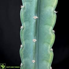 Image result for Cereus jamacaru
