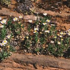 Image result for Eriosema angolense