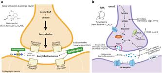 Image result for Galantamine