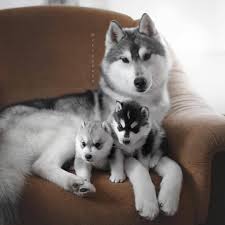 Such A Cutee Family Photo Follow Thej0llypaws For More Tag Your Friends Ev Kopekleri Hayvan Bebekler Sevimli Hayvan Yavrulari