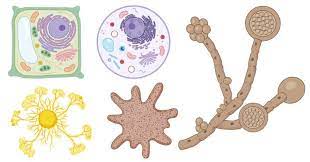 Eukaryotic Cells Definition Characteristics Structure Examples Eukaryotic Cell Cell Definition Cell Theory