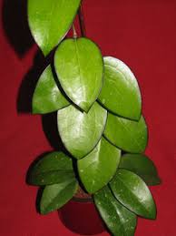 Check spelling or type a new query. Looking For Hoya Nathalie