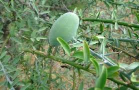 Image result for Balanites maughamii