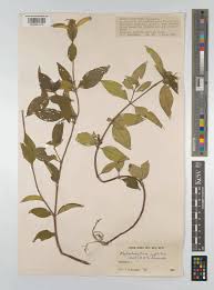 Image result for Melastomastrum