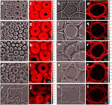 Understanding the Xylan Content for Enhanced Enzymatic Hydrolysis of  Individual Bamboo Fiber and Parenchyma Cells | ACS Sustainable Chemistry &  Engineering