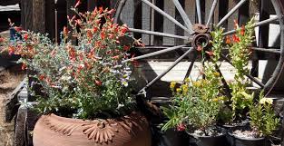 The plant is excellent at attracting both hummingbirds and butterflies, and may be grown in an outdoor pot. Native Plants In Container Gardening Pot Plants For Deck And Balcony