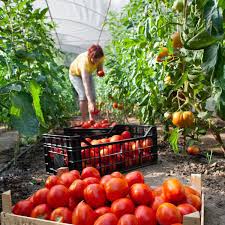 Types Of Tomatoes Plant Varieties Planet Natural