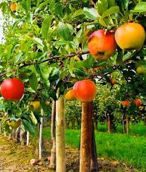 A wide variety of wholesale fruit trees options are available to you, such as plastic, fiberglass and steel.you can also choose from caterers & canteens, restaurants and department stores wholesale fruit trees,as well as from back to school. Buy Fruit Trees From Grandpa S Orchard Nursery