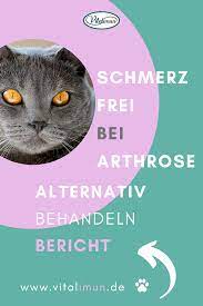 pin auf katzen