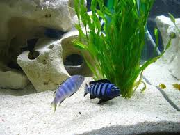 Tips on decorating your tank. How To Pick Decorations For A Fish Tank Pethelpful