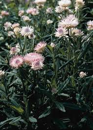 Image result for Helichrysum silvaticum
