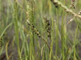 Image result for Paspalum vaginatum