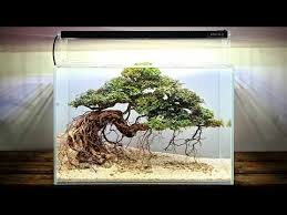Tanaman untuk daun bonsai aquascape. 02 Cara Membuat Bonsai Bucephalandra Aquascape Dengan Mudah Aquascape Bonsaiaquascape Youtube