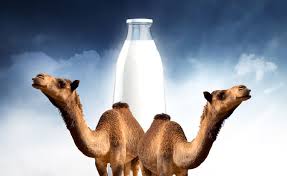 So, in both humans and camels, a little bit of fat is good for you. Life Saving Bio Culture Is Developed To Make Camel Milk Safe